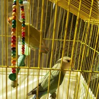 یک جفت طوطی مینیاتوری برزیلی|پرنده|تهران, ائمه اطهار|دیوار