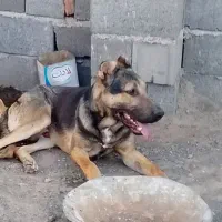 سگ نگهبان