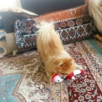 فروش سگ خانگی|سگ|یاسوج, |دیوار