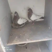 کبوتر|پرنده|مبارکه, |دیوار