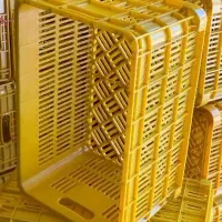 سبد گوجه و میوه