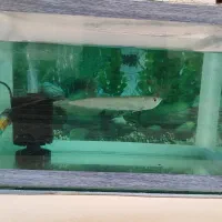 آروانا 25سانت