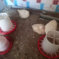 پک کامل وسایل مرغ فروشی|تابلو، نقاشی، عکس|کوهدشت, |دیوار