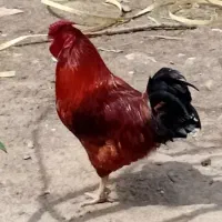 تخم مرغ|خوردنی و آشامیدنی|مشهد, حجاب (شهرک غرب)|دیوار