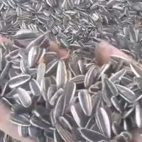 تخمه آفتاب گردان درجه یک درشت ب شرط|خوردنی و آشامیدنی|شال, |دیوار