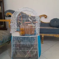 عروس هلندی .کلی حرف میزنه