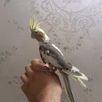 عروس هلندی نر کاملا اهلی