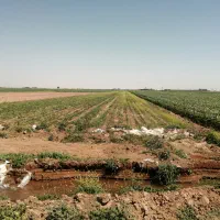 دو/2هکتار زمین آبی کشاورزی دارای سند تک برگ|فروش زمین و ملک کلنگی|دشتابی, |دیوار