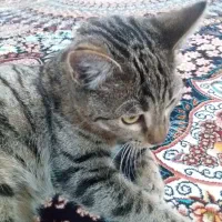 گربه خانگی ماده|گربه|اردبیل, |دیوار