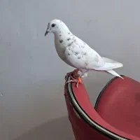 کفتر سار ماده