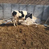 گاو هلندی شکم اول ابستن ۳ ماهه