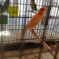 قناری قرمز قدیم ،طلایی،لیمویی،موزاییکی،قورولتی