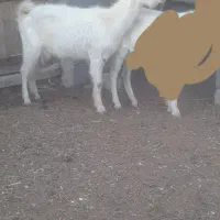 کولار زاییده دوقلو مادر۳کیلوشیر شکم اول