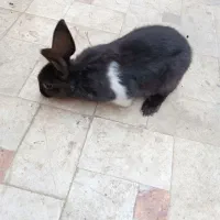 خرگوش|موش و خرگوش|نیشابور, امین اسلامی|دیوار