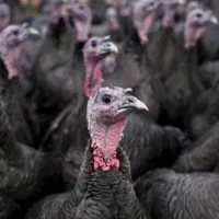 جوجه یک روزه گوشتی و بوقلمون بیوتی و برنز|حیوانات مزرعه|شیراز, حومه شیراز|دیوار