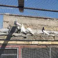 کبوتر گم شده یه جوجه طوقی سرخ نر