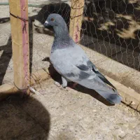 کفتر|پرنده|گلبهار, شهر جدید گلبهار|دیوار