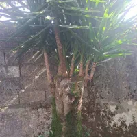 یوکا