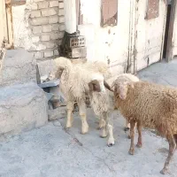 بره