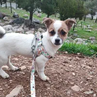 توله جک راسل