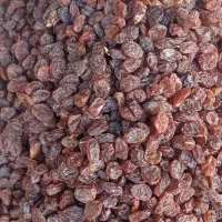 آفتابی قندبالا( تاکستان)|عمده‌فروشی|تهران, جمال‌زاده|دیوار