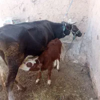 گاو گوساله جوان