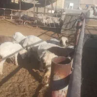 با سلام بره چاق پرواری گوشتی به فروش میرسد|حیوانات مزرعه|مرودشت, مجد آباد|دیوار