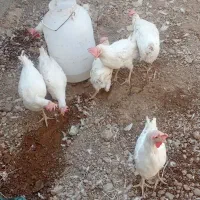 مرغ تخمگذار ال س ال