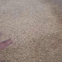 شلتوک درجه یک شیبان درشادگان|خوردنی و آشامیدنی|شادگان, |دیوار