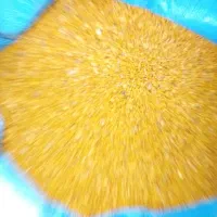 بزر یونجه تضمینی