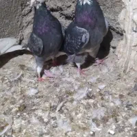 کبوتر|پرنده|گرگان, |دیوار