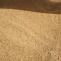 گندم تمیز تازه درو شده منوجان