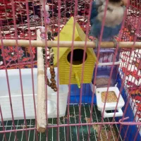 طوطی کوتوله اهلی|پرنده|تبریز, |دیوار