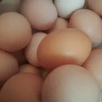 درشت و تازه فقط ۱۹