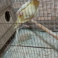 عروس هلندی کار داده