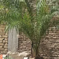 درخت نخل طبیعی