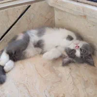 گربه بریتیش سه ماهه|گربه|سنندج, |دیوار