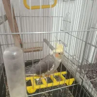 عروس هلندی نر و ماده|پرنده|بروجرد, |دیوار