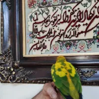 خورشیدی راهب عروس هلندی جوجه|پرنده|تهران, وحیدیه|دیوار