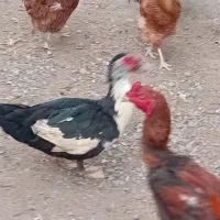 اردک اسرائیل و غاز