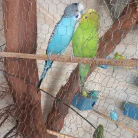 فروشی|پرنده|محمدیه-قزوین, |دیوار