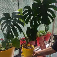 گل و گیاه اپارتمانی