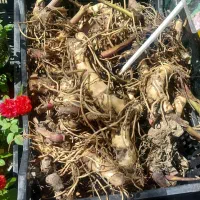 پیاز گل سنبل و لاله هلندی نرگس اختر کوکب زعفران و.|گل و گیاه طبیعی|کرج, اصفهانی‌ها|دیوار