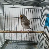 سهره دورگ فیروز کوه جوجه قفس