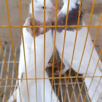 جفت نرو ماده طوق هفت رنگ