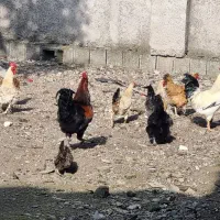 مرغ|حیوانات مزرعه|رشت, فلسطین|دیوار