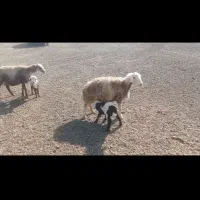 شیش راس میش درجه یک سالم سالم باب نگهداشتن