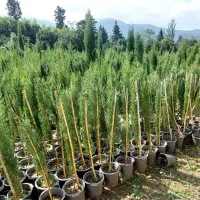 سرو شیراز|خدمات باغبانی و درختکاری|چابکسر, |دیوار