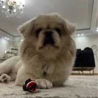 پیکینیز امپریال اصیل