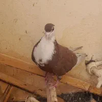جفت ریش